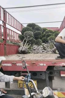 8公分造型小叶女贞