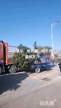 高度300厘米油松