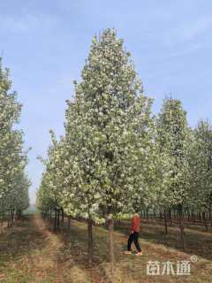 10公分彩叶豆梨