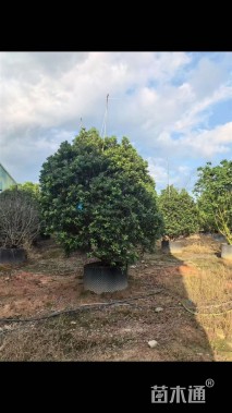 冠幅300厘米杨梅球