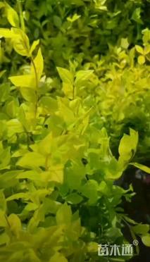 高度50厘米金叶女贞小苗