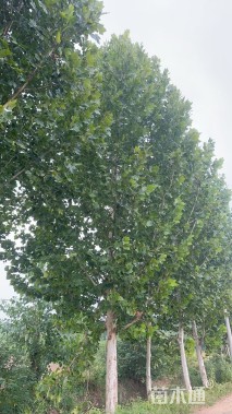28公分法桐