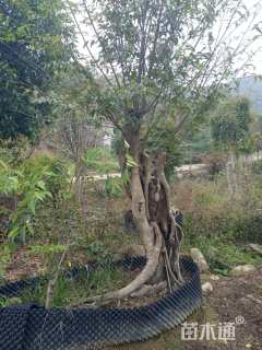 40公分造型朴树