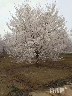 移栽苗染井吉野樱
