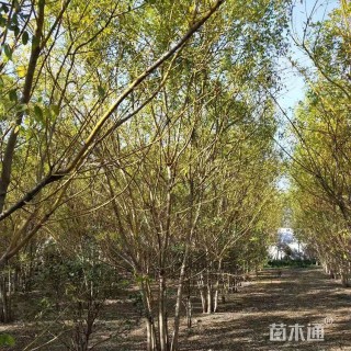 高度450厘米丛生金枝槐