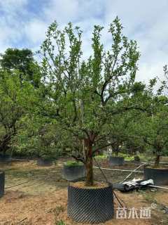 高度300厘米果石榴