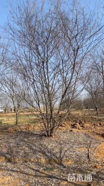 8公分(1杆)丛生朴树