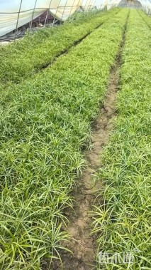 高度30厘米旱伞草