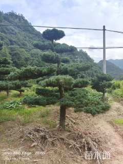 17公分造型五针松