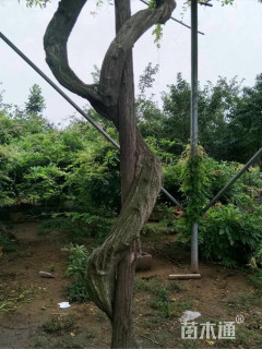 主蔓长500厘米紫藤