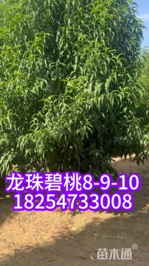 8公分龙柱碧桃