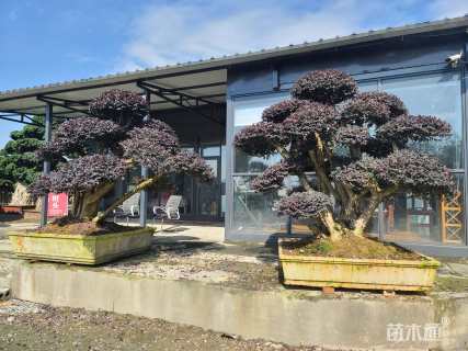 10公分造型红花继木桩