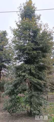 18公分金丝楠木