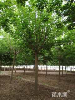 12公分绿叶复叶槭