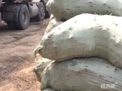 高度90厘米紫穗槐