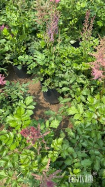 高度40厘米落新妇