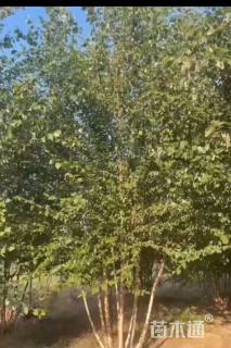 高度500厘米丛生白桦