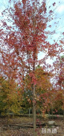 14公分美国红枫