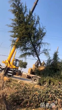 高度800厘米雪松