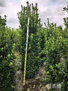 高度200厘米大叶黄杨柱