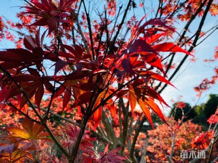高度400厘米金花茶