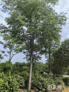 20公分栾树