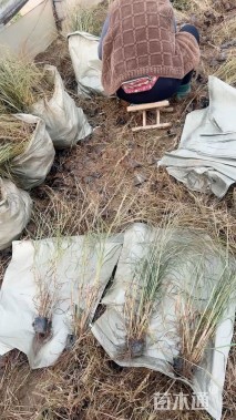 高度60厘米柳枝稷