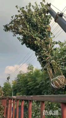 高度300厘米丛生紫荆