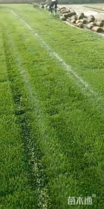草卷状四季青草坪