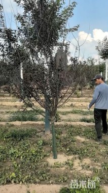 高度300厘米红叶榆叶梅