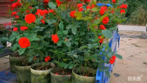 高度25厘米欧洲月季