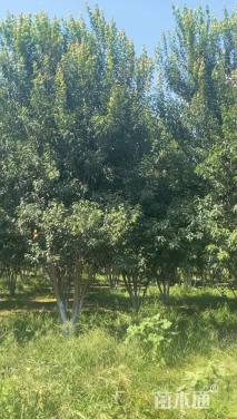 高度600厘米丛生三角枫