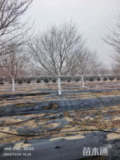 15公分江户彼岸樱