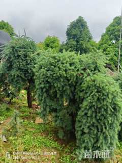 蓑衣龙树是油杉的一种变异树种,也叫蓑衣油杉