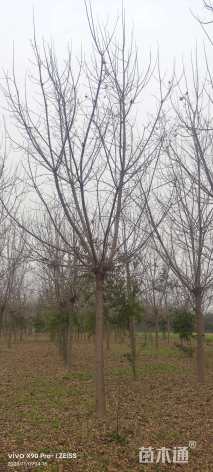 18公分金叶复叶槭