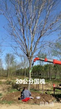 高度800厘米丛生国槐