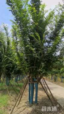 40公分(5杆)丛生榉树