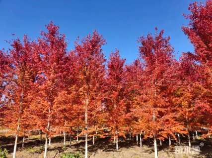 15公分美国红枫