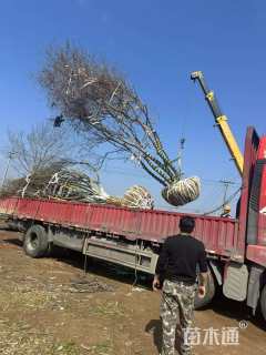 10公分丛生乌桕