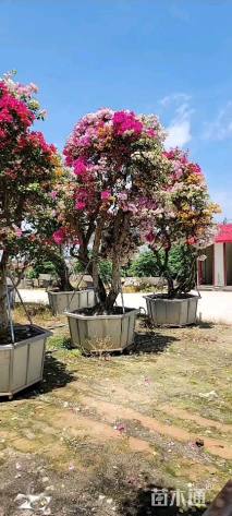 高度350厘米三角梅