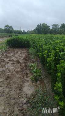 高度45厘米北海道黄杨柱