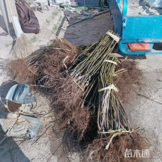 高度100厘米苹果梨