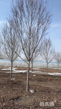 11公分美国红枫-红冠