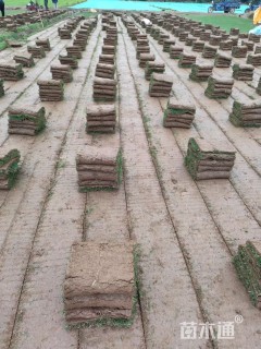 草卷状马尼拉草