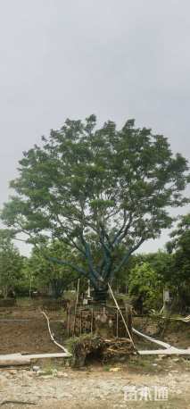 26公分红果冬青