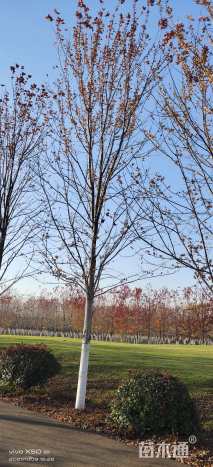 12公分美国红枫-红点