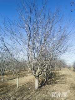 22公分绚丽海棠