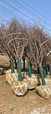 11公分日本晚樱