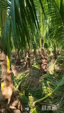 裸干高2000厘米椰子树