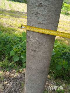 23公分榉树